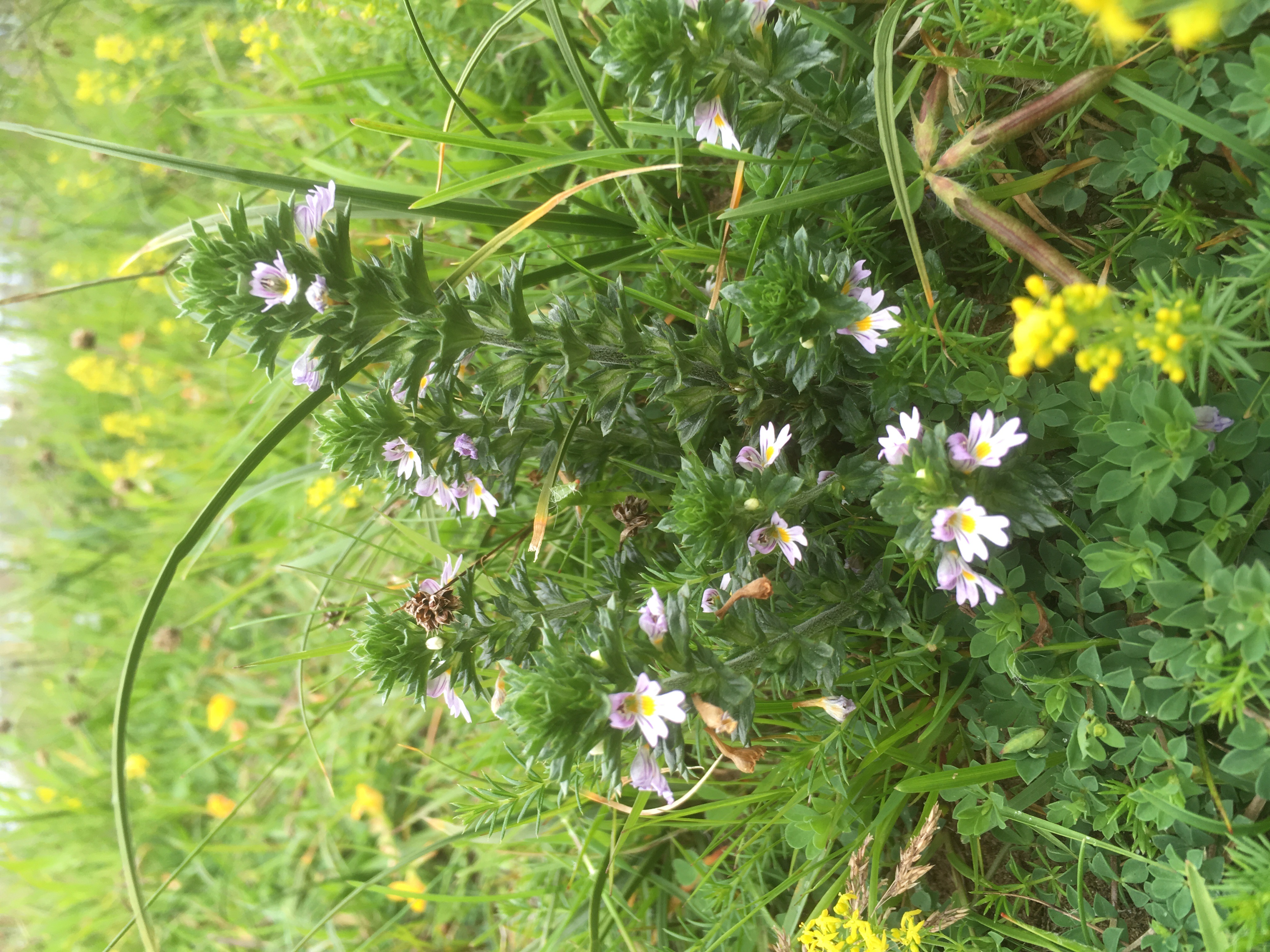 A tetraploid Eyebright